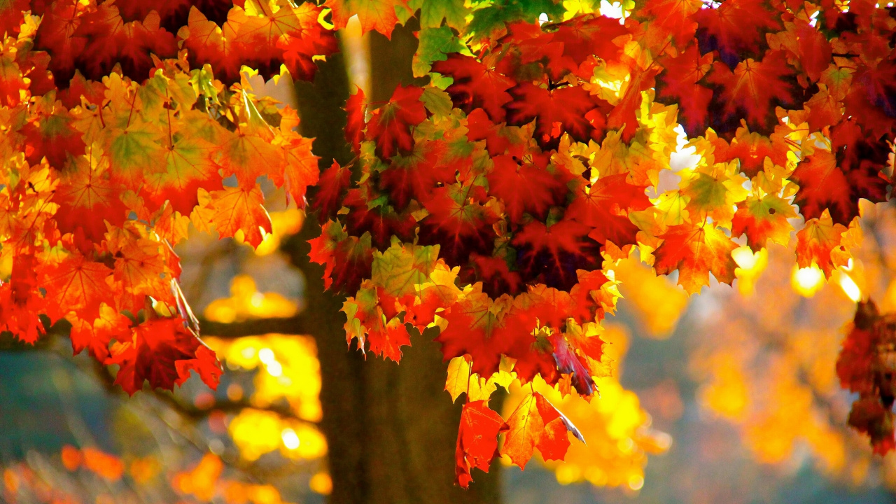 Red and Yellow Maple Leaves. Wallpaper in 1280x720 Resolution