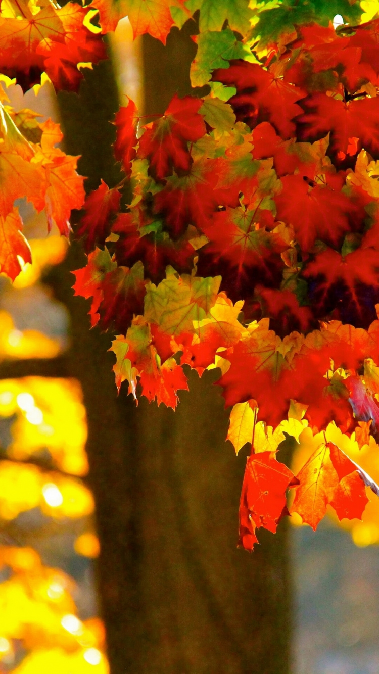 Red and Yellow Maple Leaves. Wallpaper in 750x1334 Resolution