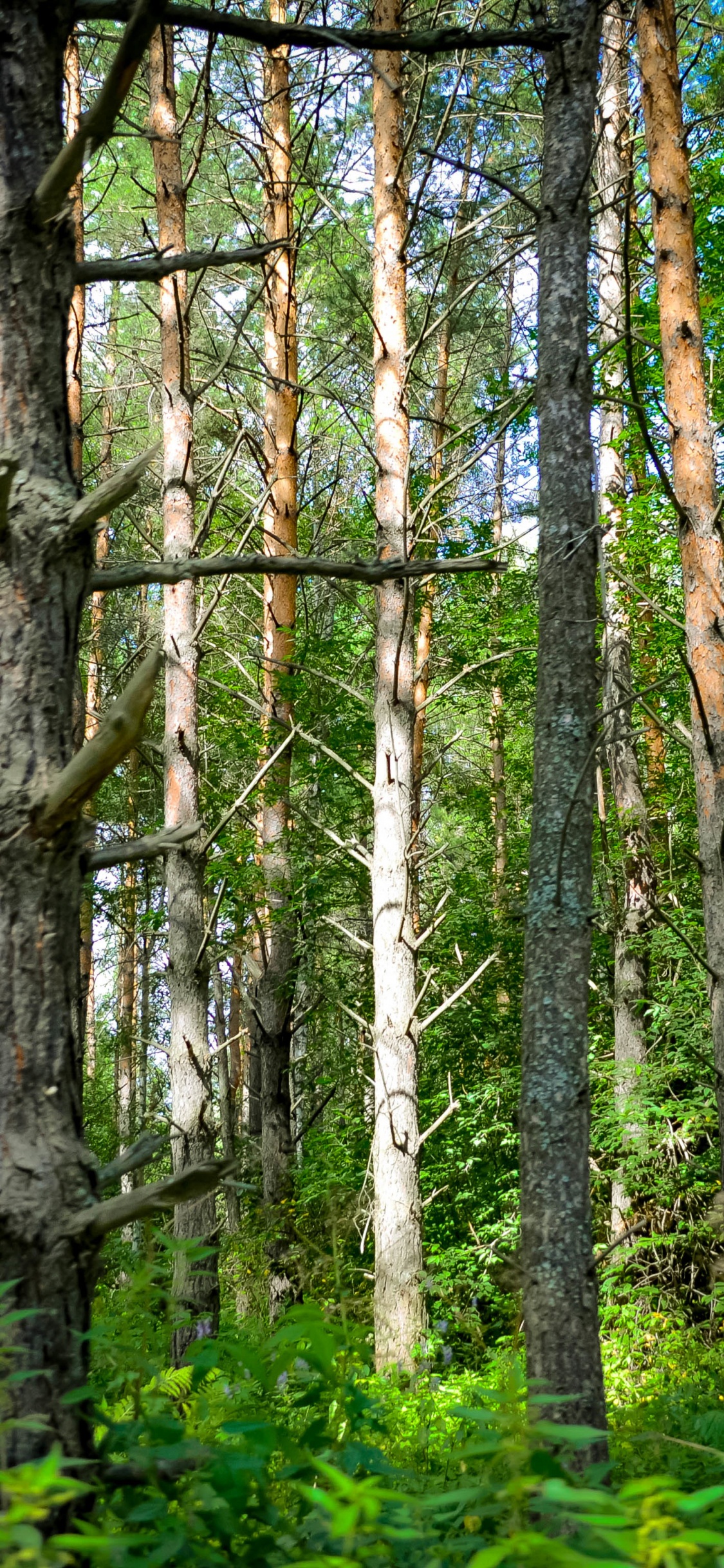Green Trees and Plants During Daytime. Wallpaper in 1125x2436 Resolution