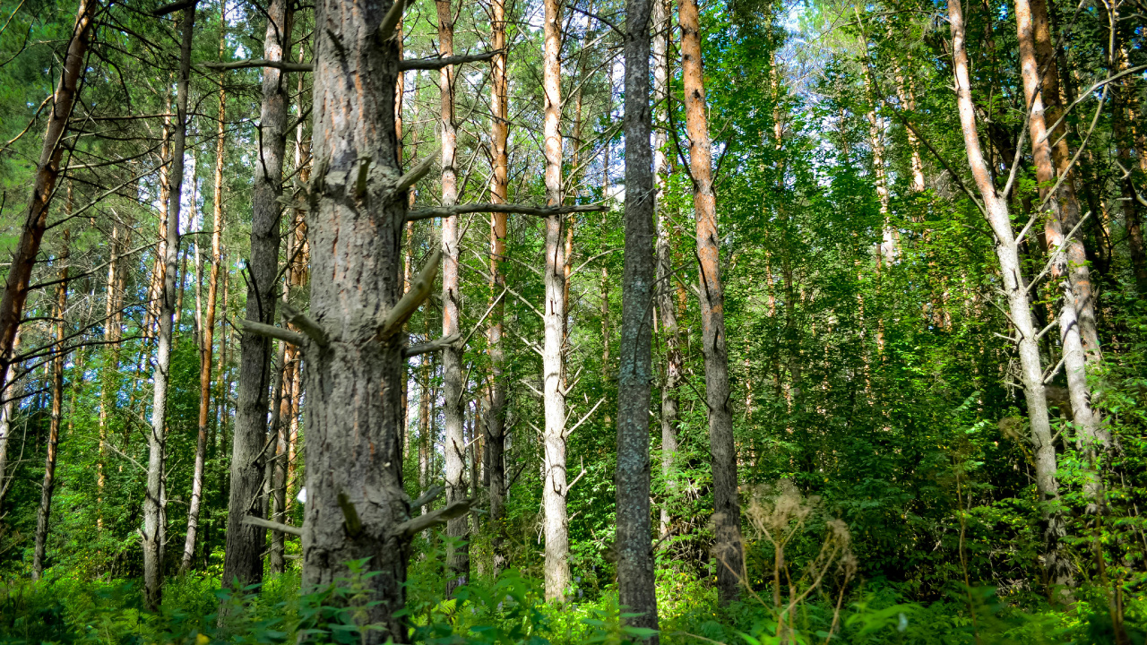 Green Trees and Plants During Daytime. Wallpaper in 1280x720 Resolution