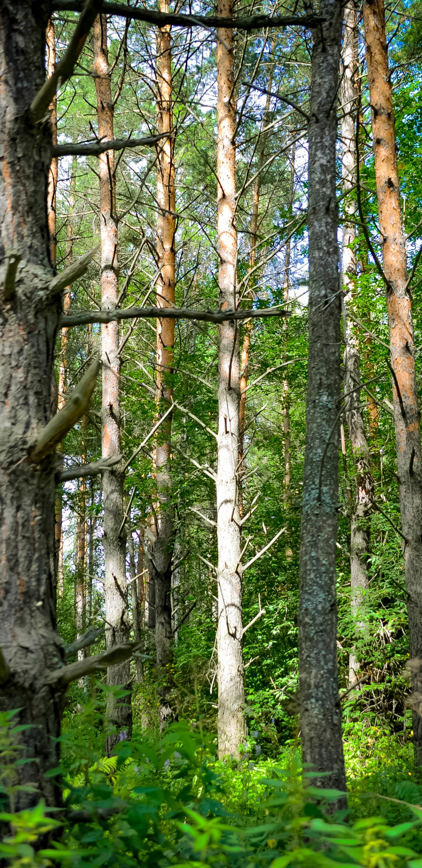 Green Trees and Plants During Daytime. Wallpaper in 1440x2960 Resolution