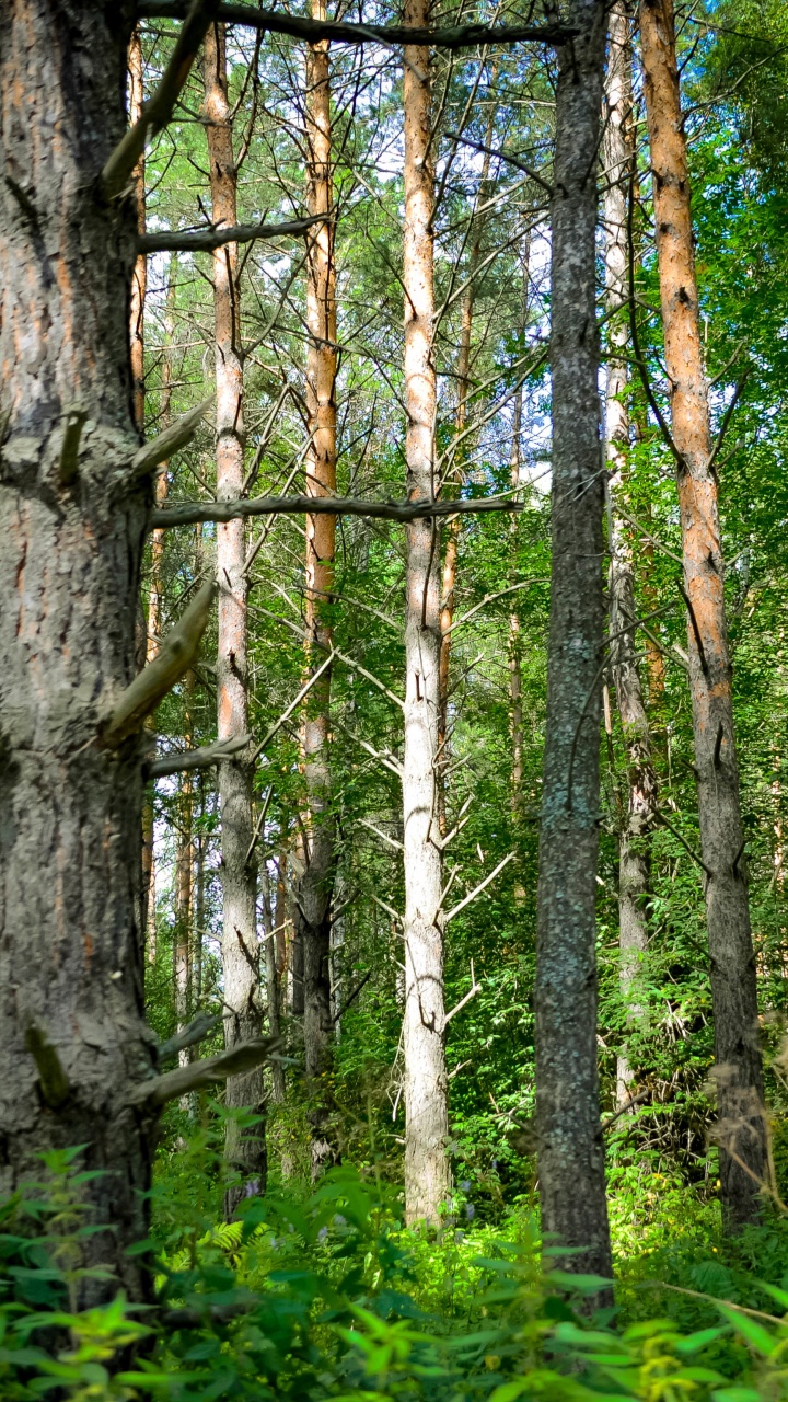 Green Trees and Plants During Daytime. Wallpaper in 720x1280 Resolution