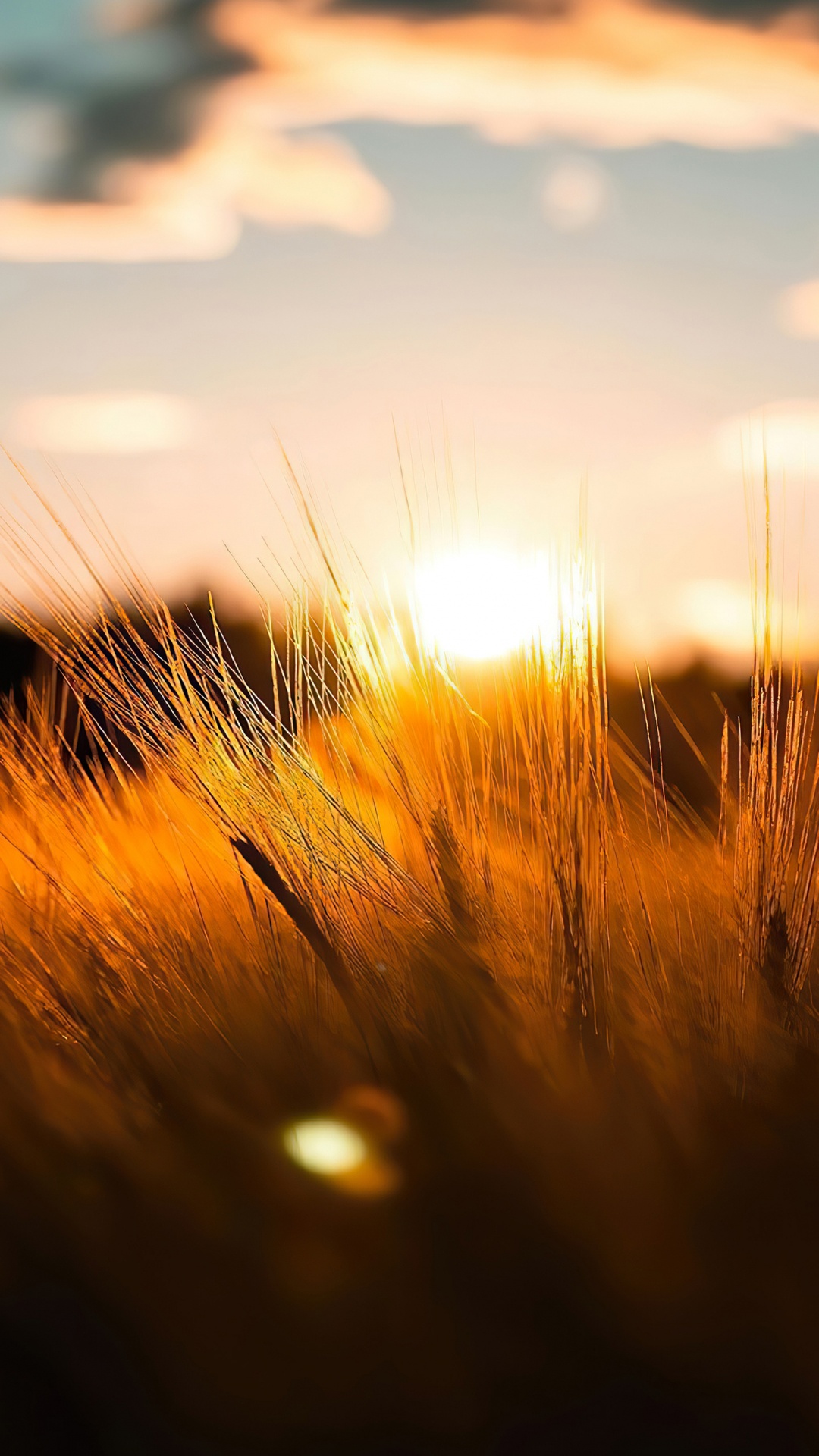 Sunlight, Cloud, Natural Landscape, Plant, Wood. Wallpaper in 1080x1920 Resolution