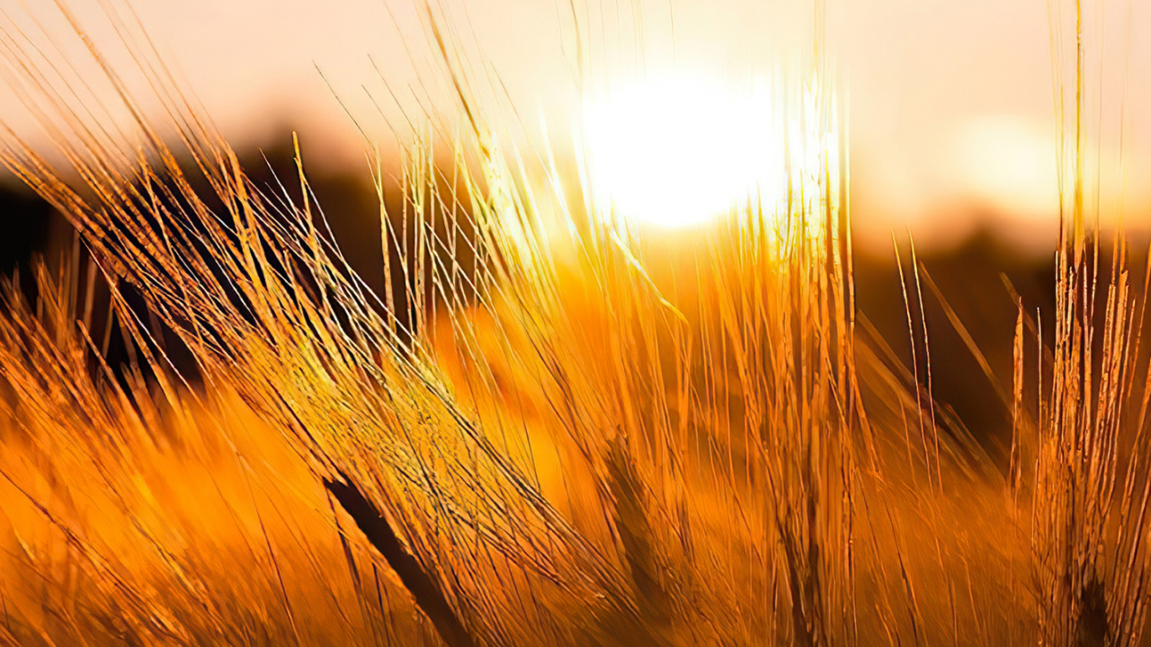 Sunlight, Cloud, Natural Landscape, Plant, Wood. Wallpaper in 1280x720 Resolution