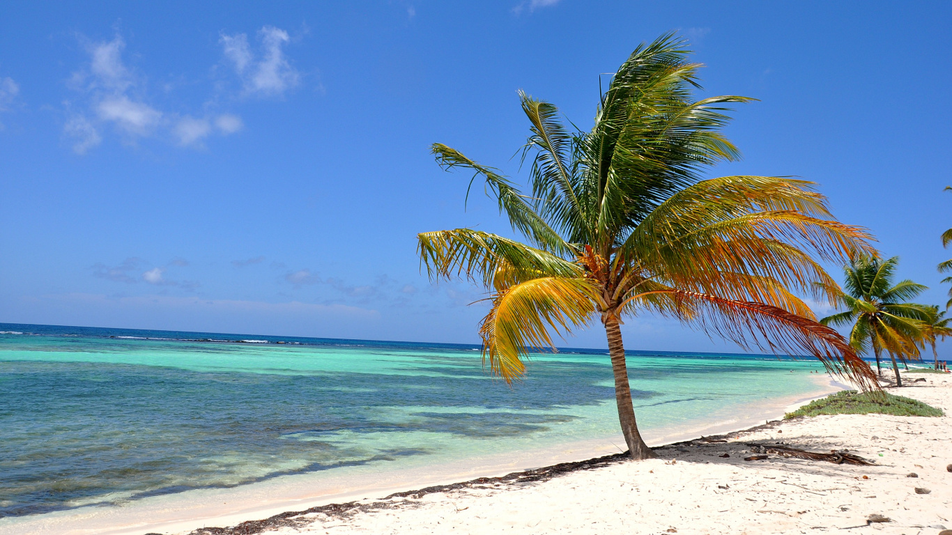 Green Palm Tree on White Sand Beach During Daytime. Wallpaper in 1366x768 Resolution