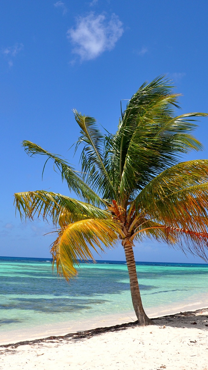 Green Palm Tree on White Sand Beach During Daytime. Wallpaper in 720x1280 Resolution