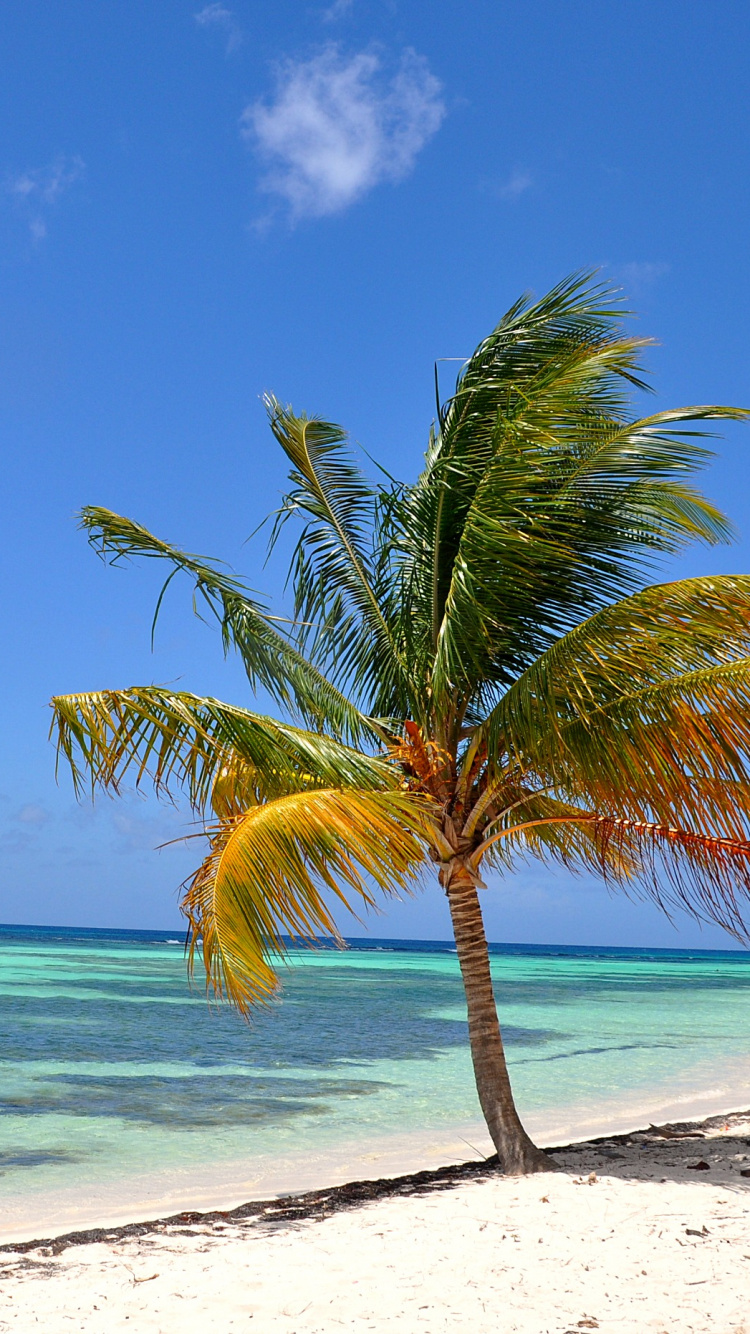 Green Palm Tree on White Sand Beach During Daytime. Wallpaper in 750x1334 Resolution