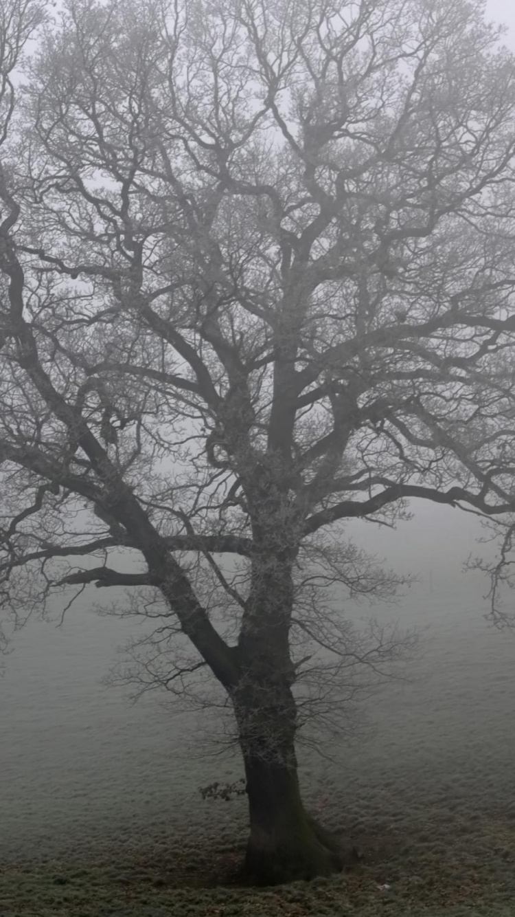 Árbol Sin Hojas en el Campo. Wallpaper in 750x1334 Resolution