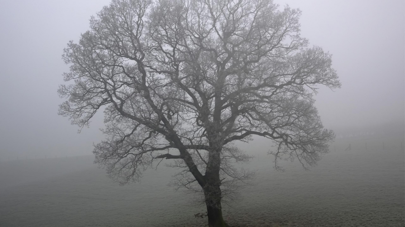 Arbre Sans Feuilles Sur le Terrain. Wallpaper in 1366x768 Resolution