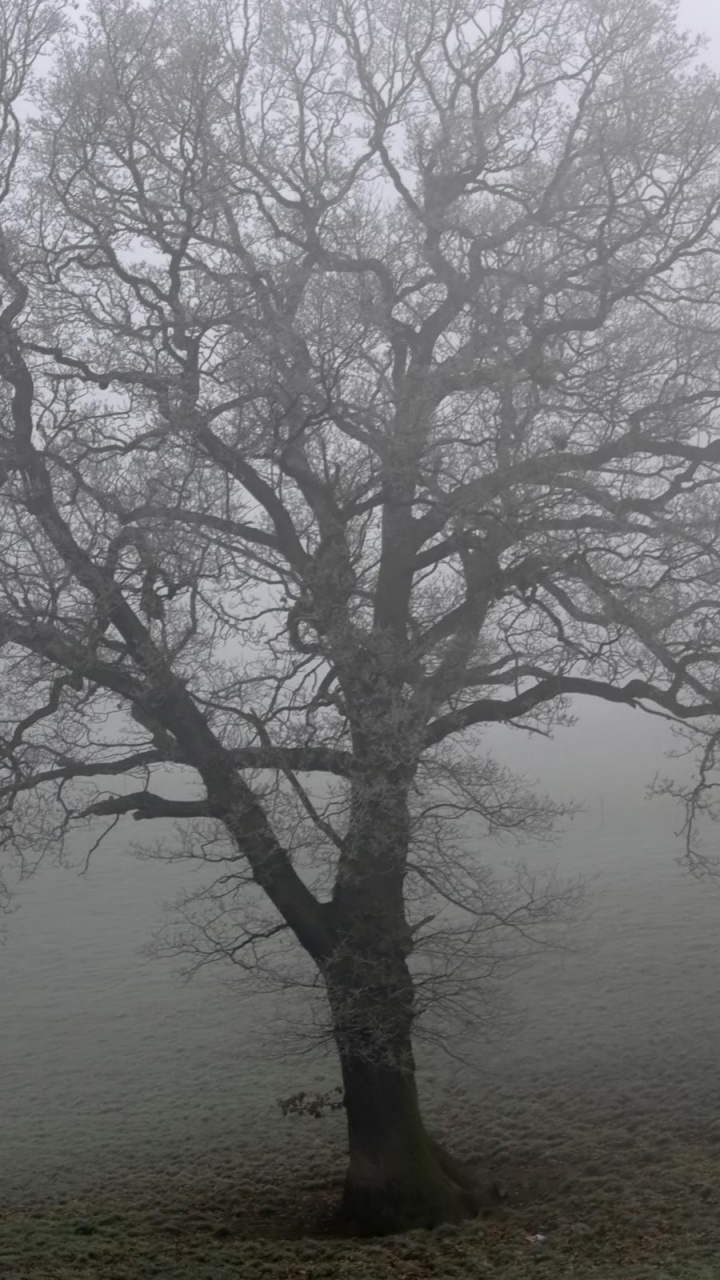 Arbre Sans Feuilles Sur le Terrain. Wallpaper in 720x1280 Resolution