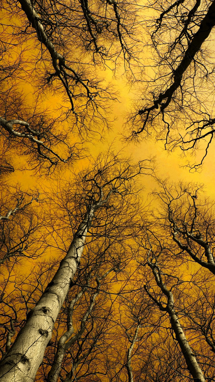 UMiDIGI, UMiDIGI Crystal, Hoffe F2, Android, Smartphone. Wallpaper in 750x1334 Resolution