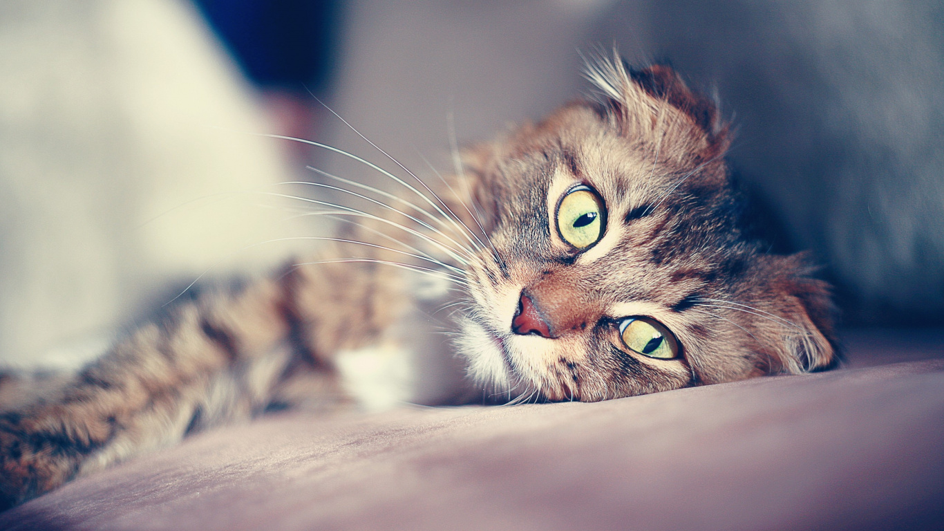 Brown Tabby Cat Lying on White Textile. Wallpaper in 1366x768 Resolution