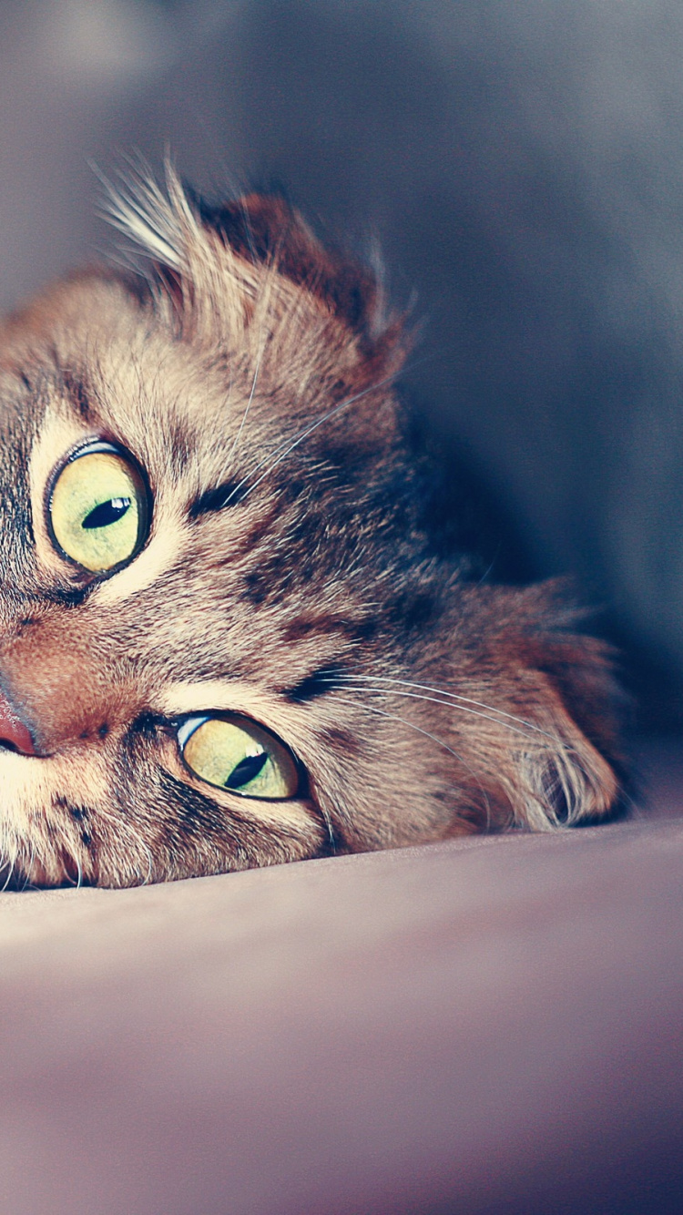 Brown Tabby Cat Lying on White Textile. Wallpaper in 750x1334 Resolution