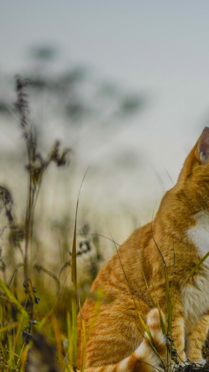 Orange Getigerte Katze Auf Grünem Gras Tagsüber. Wallpaper in 720x1280 Resolution