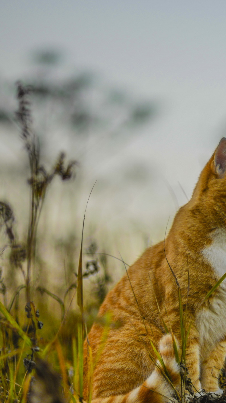 Orange Getigerte Katze Auf Grünem Gras Tagsüber. Wallpaper in 750x1334 Resolution
