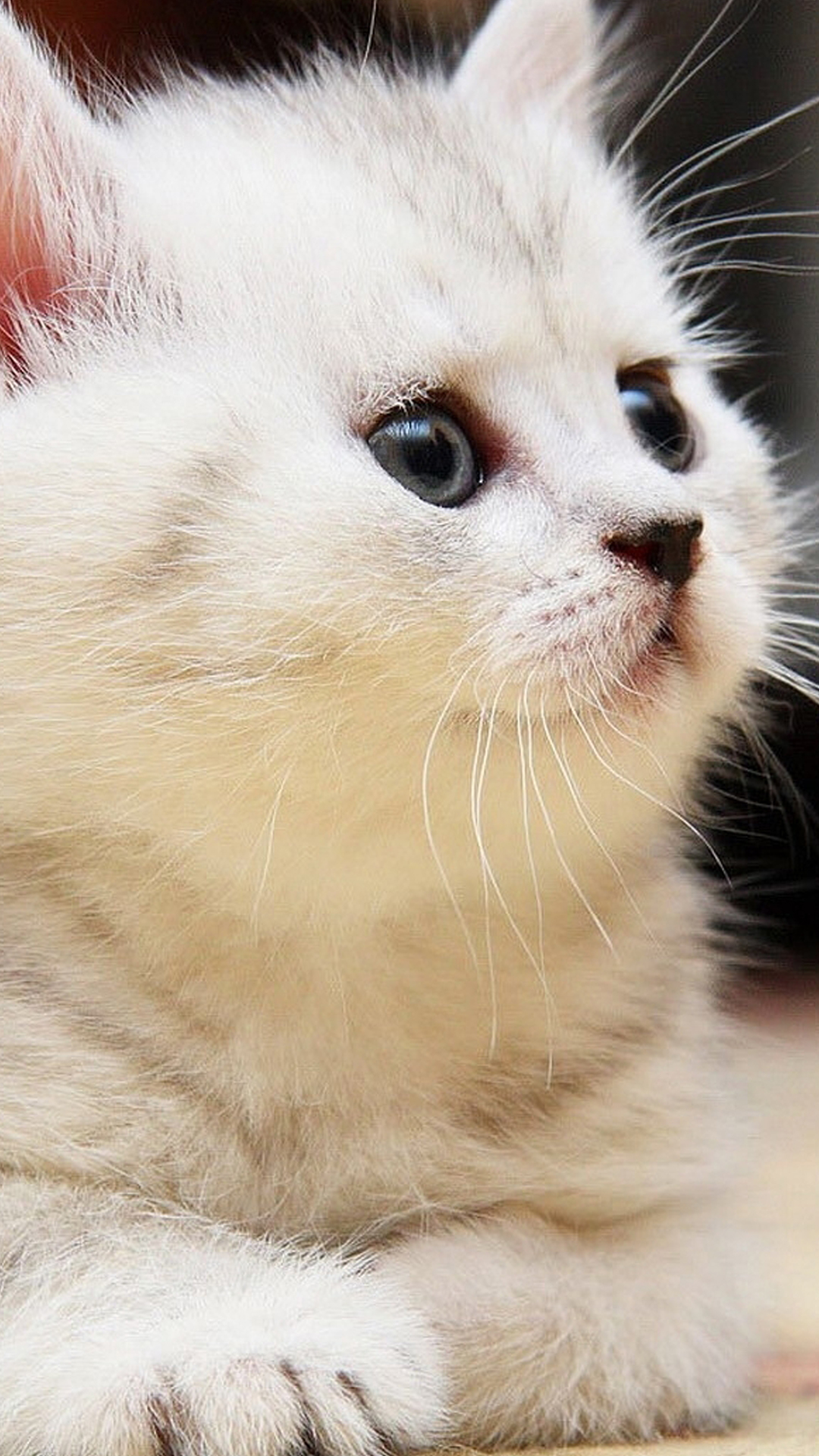 Katze, Kätzchen, Felidae, Tierheim, Wir Lieben Katzen Und Kätzchen. Wallpaper in 1080x1920 Resolution