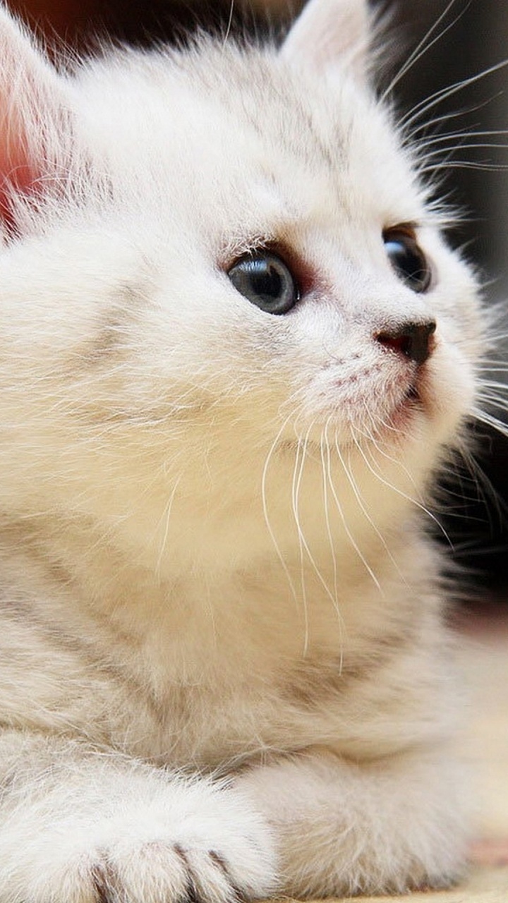 Katze, Kätzchen, Felidae, Tierheim, Wir Lieben Katzen Und Kätzchen. Wallpaper in 720x1280 Resolution