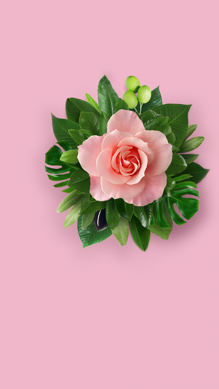 Huawei, Huawei Nova, Huawei Nova 2, Huawei Mate 10, Blütenblatt. Wallpaper in 750x1334 Resolution