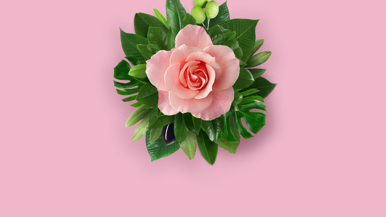 Huawei Nova, Huawei Nova 2, Huawei Mate 10, 粉红色, 显花植物 壁纸 1280x720 允许