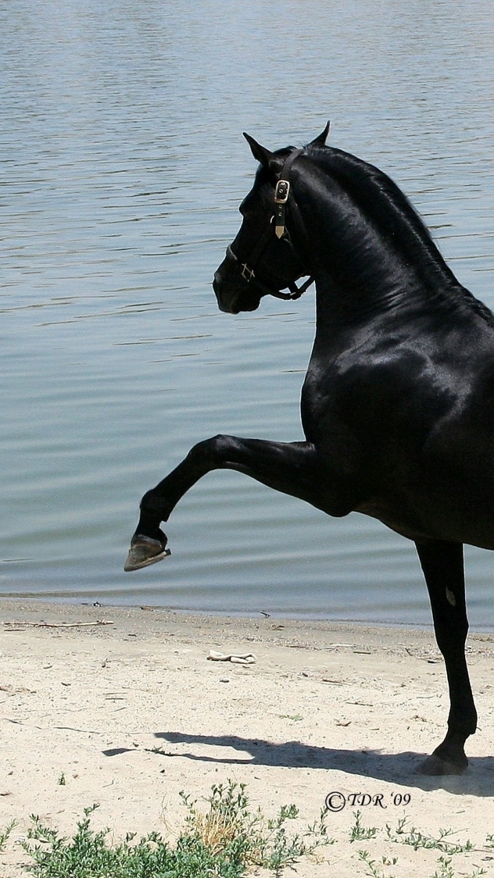 Caballo Negro Sobre Arena Blanca Cerca Del Cuerpo de Agua Durante el Día. Wallpaper in 720x1280 Resolution