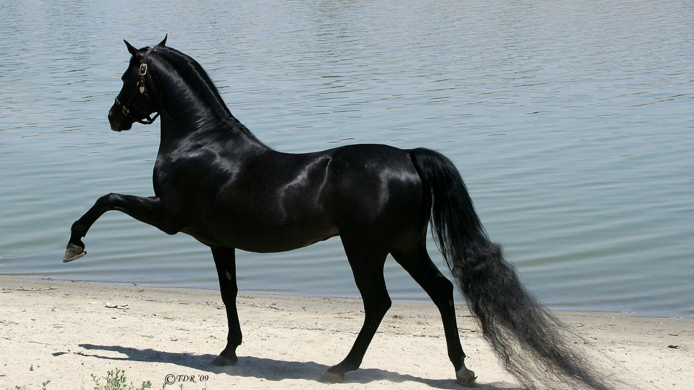 Schwarzes Pferd Auf Weißem Sand in Der Nähe Von Gewässern Tagsüber. Wallpaper in 1366x768 Resolution