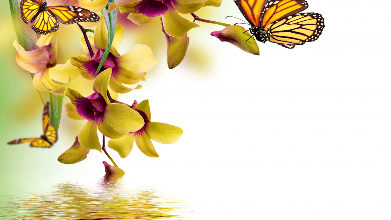 Orchidée Papillon Violet et Jaune. Wallpaper in 1280x720 Resolution