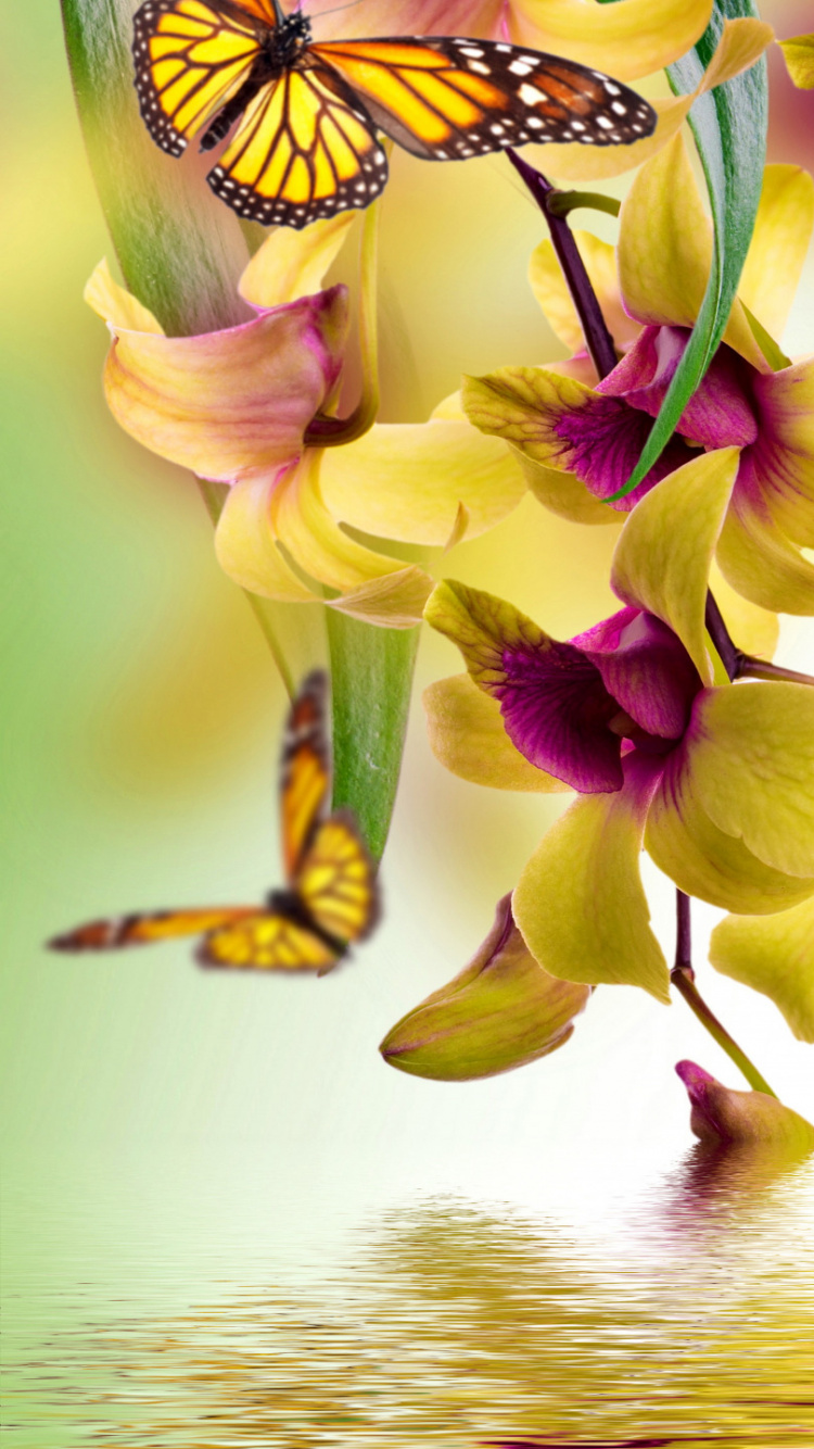 Orchidée Papillon Violet et Jaune. Wallpaper in 750x1334 Resolution