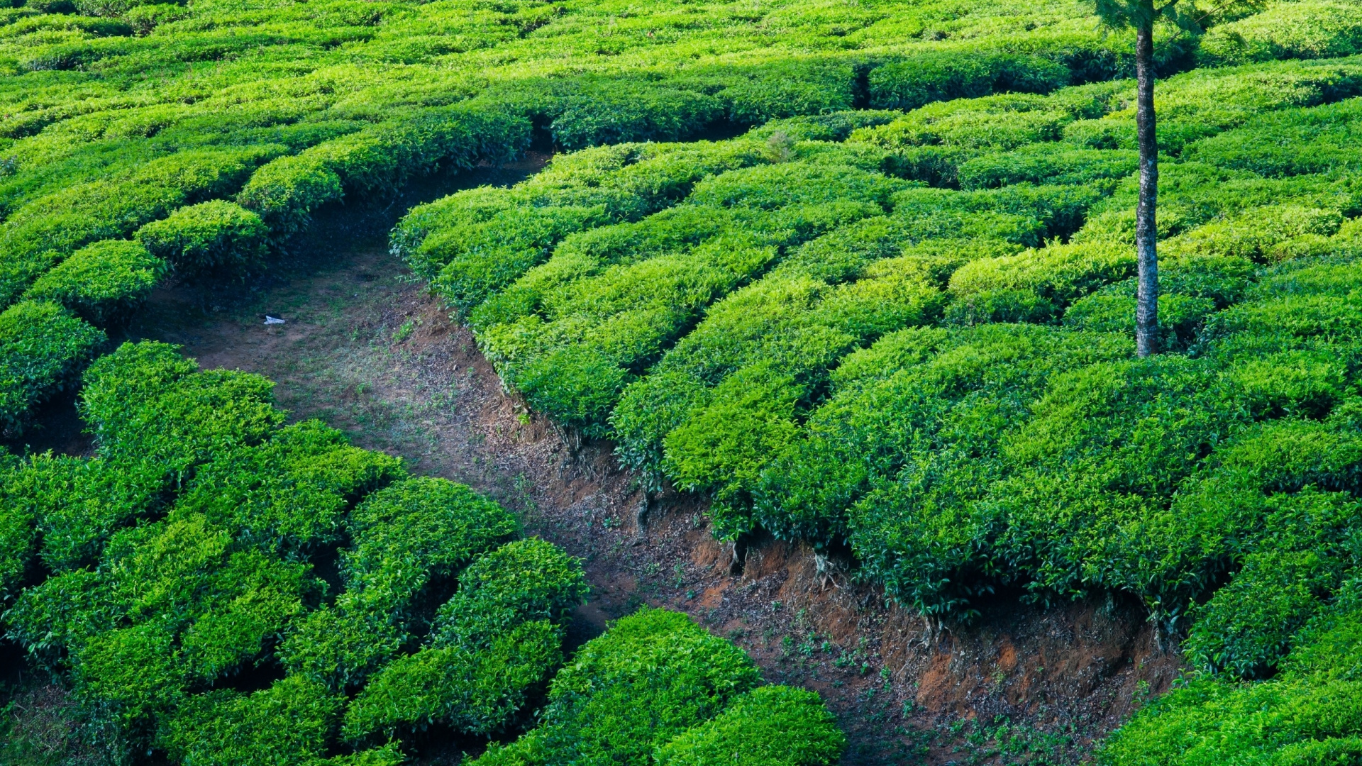Campo de Hierba Verde Durante el Día. Wallpaper in 1920x1080 Resolution