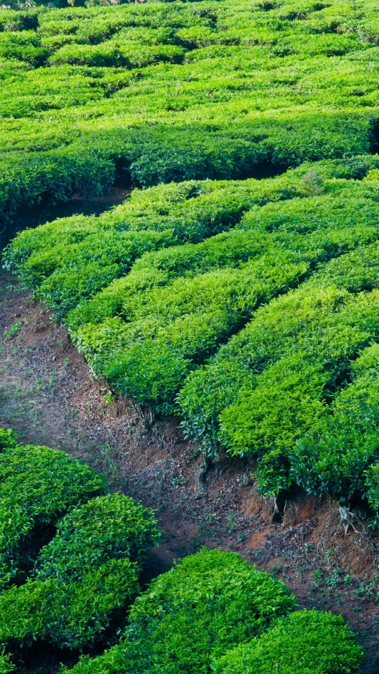 Green Grass Field During Daytime. Wallpaper in 750x1334 Resolution