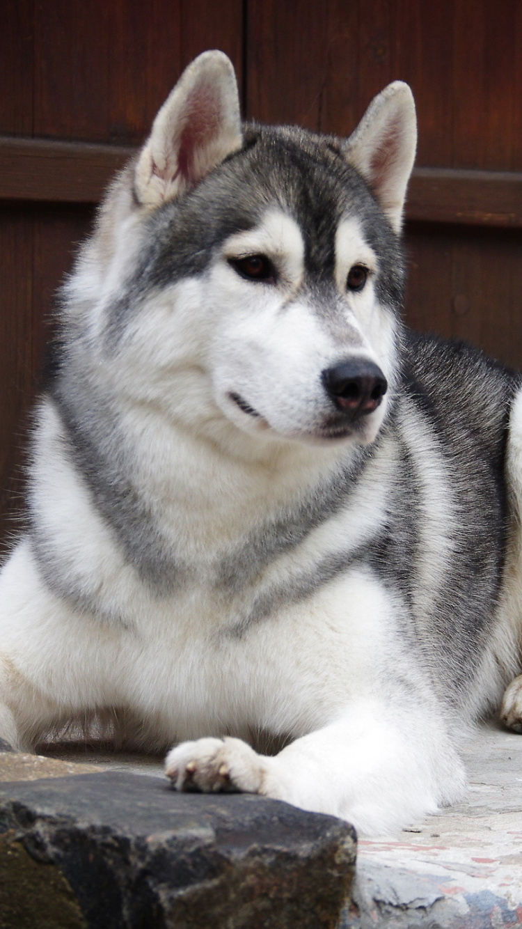Husky Siberiano Acostado en el Suelo. Wallpaper in 750x1334 Resolution