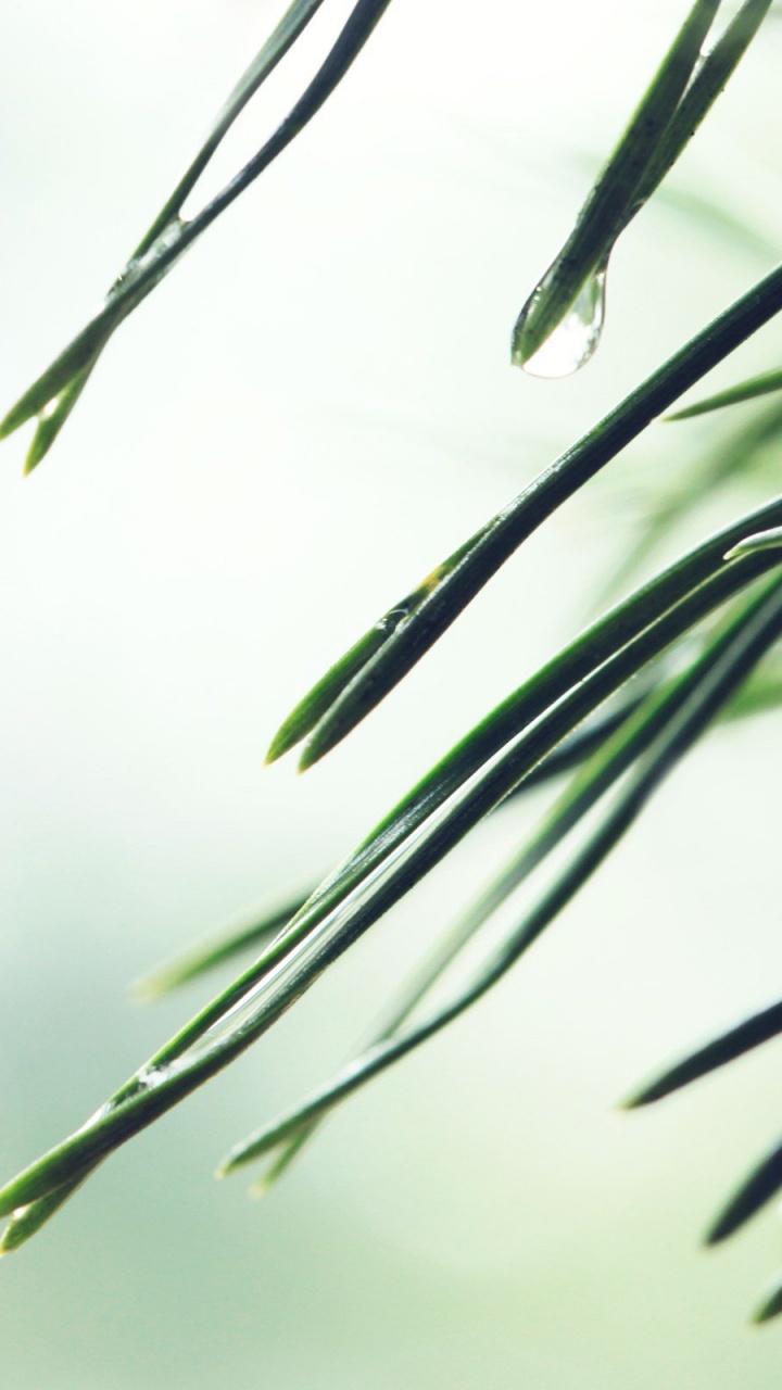 Plante Verte en Gros Plan. Wallpaper in 720x1280 Resolution