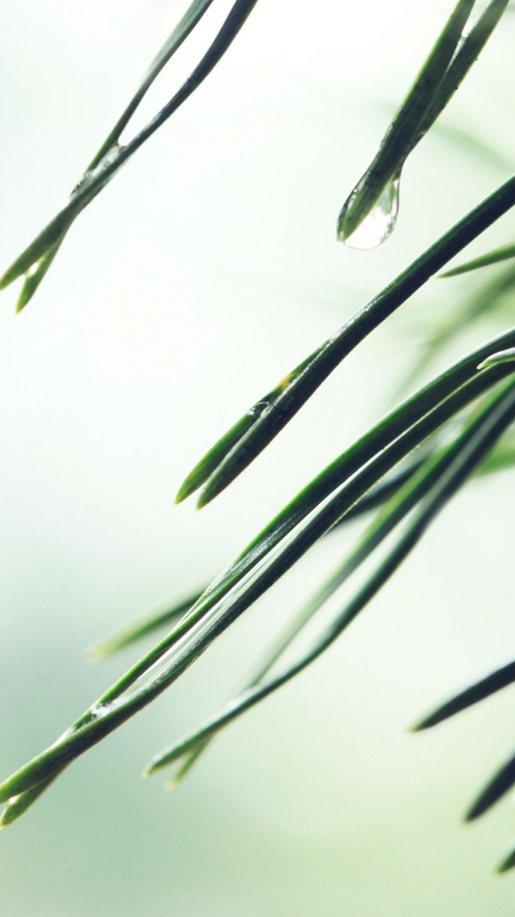 Plante Verte en Gros Plan. Wallpaper in 750x1334 Resolution