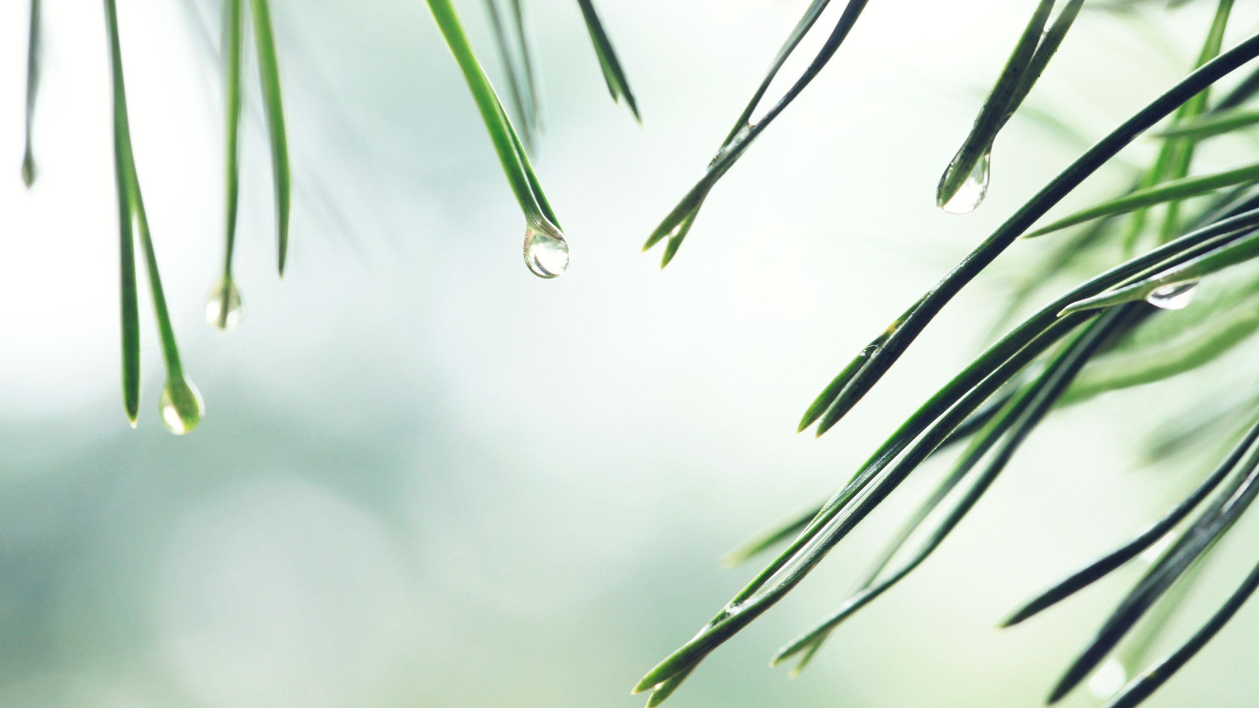 Green Plant in Close up Photography. Wallpaper in 2560x1440 Resolution