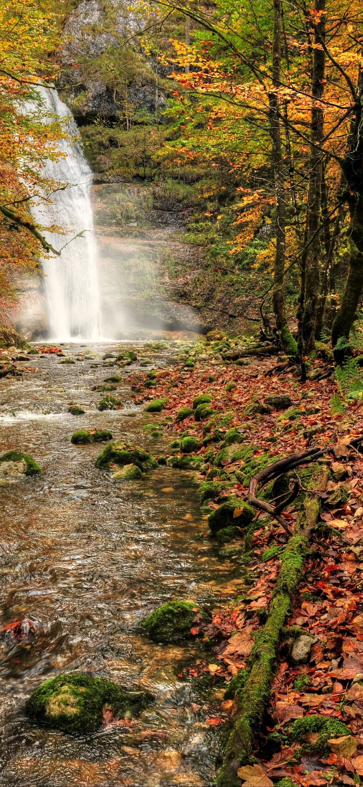 Water Falls in The Middle of The Forest. Wallpaper in 1242x2688 Resolution