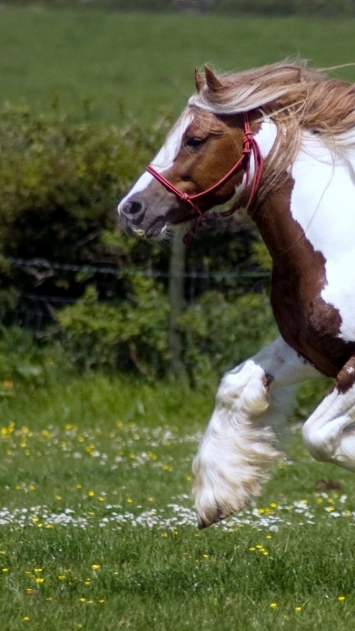 Brown and White Horse Running on Green Grass Field During Daytime. Wallpaper in 720x1280 Resolution