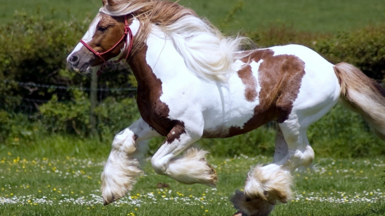 Braunes Und Weißes Pferd, Das Tagsüber Auf Der Grünen Wiese Läuft. Wallpaper in 1280x720 Resolution