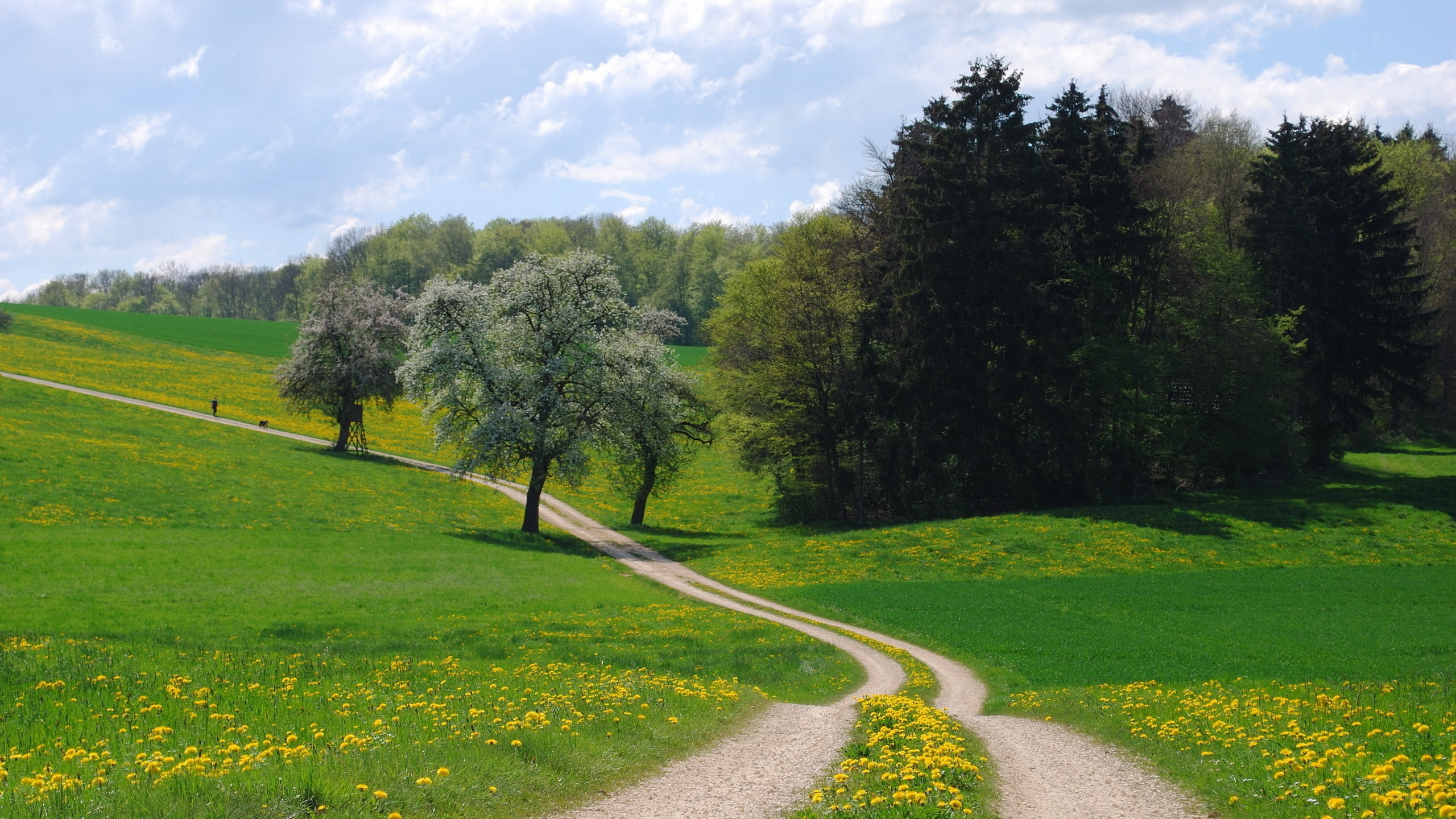 Champ D'herbe Verte et Arbres Sous Ciel Bleu Pendant la Journée. Wallpaper in 2560x1440 Resolution