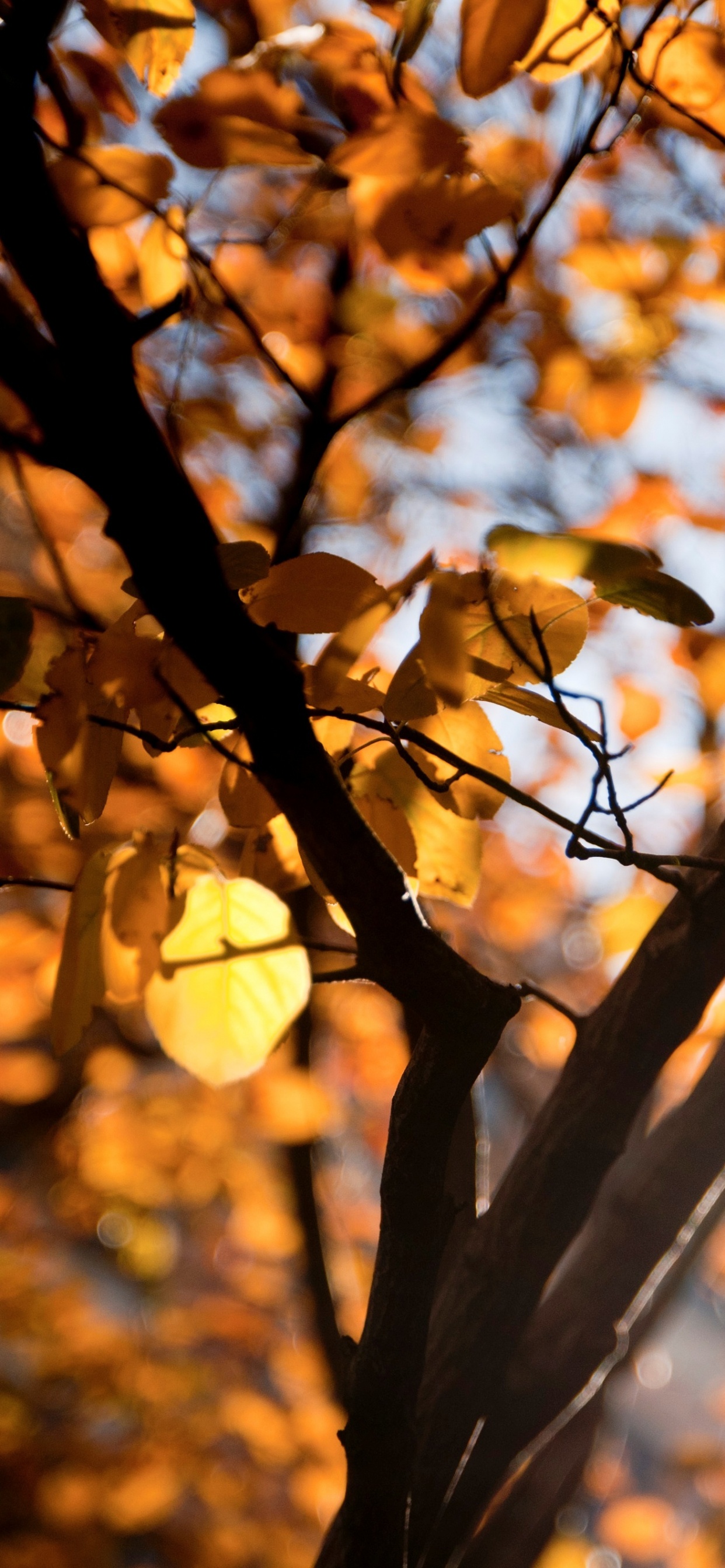 Brown Leaves in Tilt Shift Lens. Wallpaper in 1242x2688 Resolution
