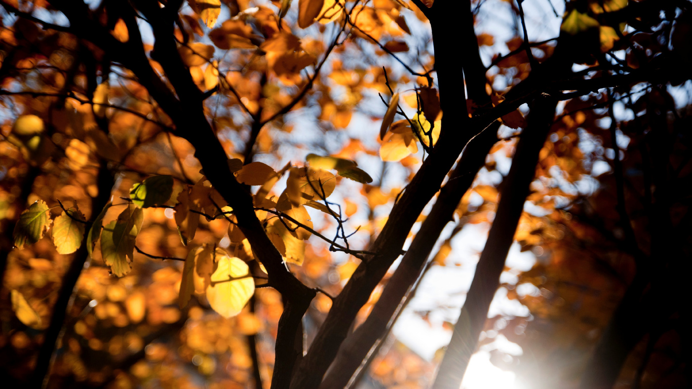 Feuilles Brunes Dans L'objectif à Basculement. Wallpaper in 1366x768 Resolution