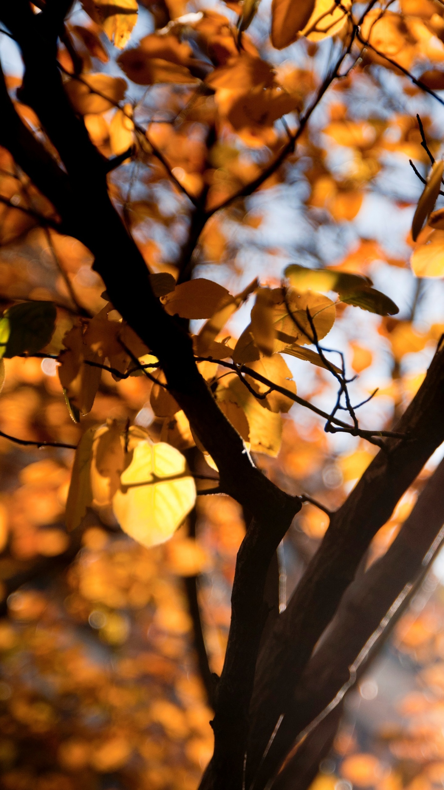 Feuilles Brunes Dans L'objectif à Basculement. Wallpaper in 1440x2560 Resolution