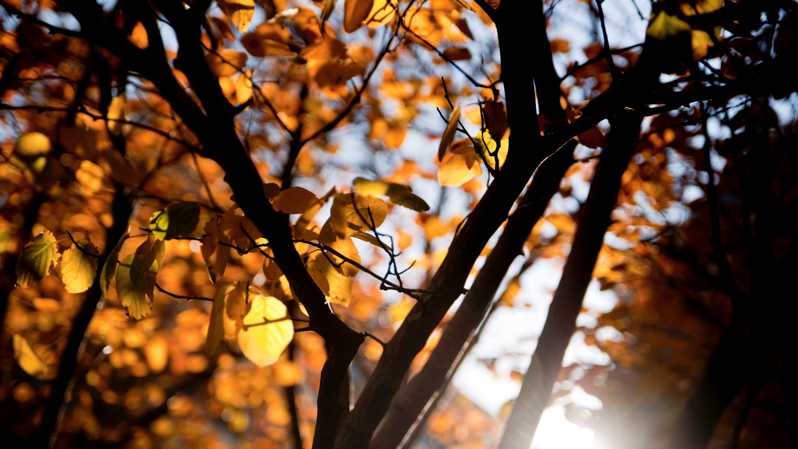 Feuilles Brunes Dans L'objectif à Basculement. Wallpaper in 2560x1440 Resolution