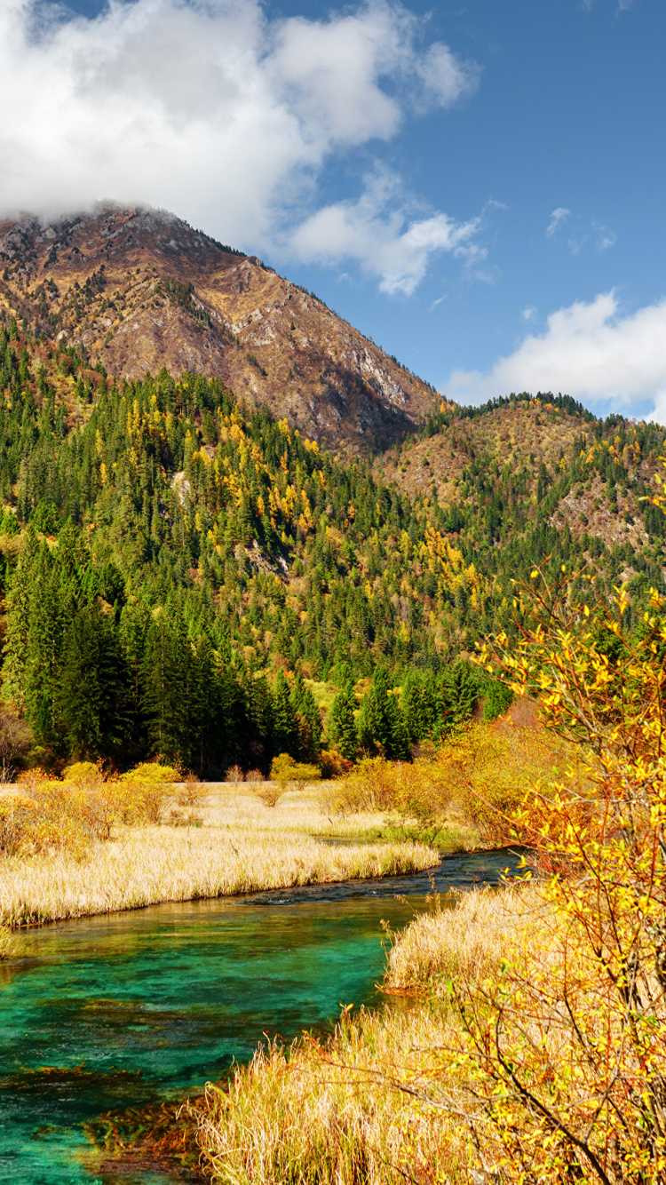 Arbres Verts Près du Lac Sous Ciel Bleu Pendant la Journée. Wallpaper in 750x1334 Resolution