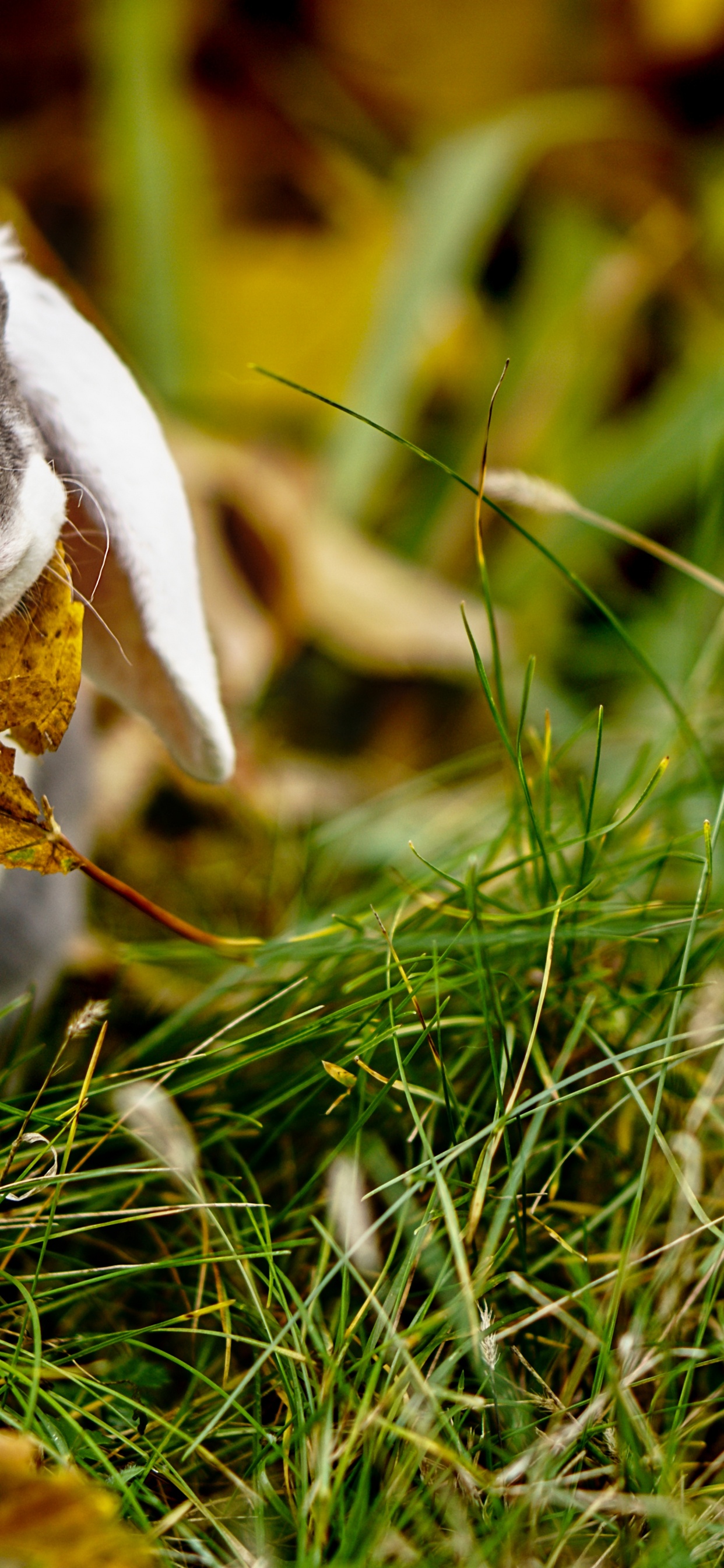 Lapin Blanc et Noir Sur L'herbe Verte. Wallpaper in 1242x2688 Resolution