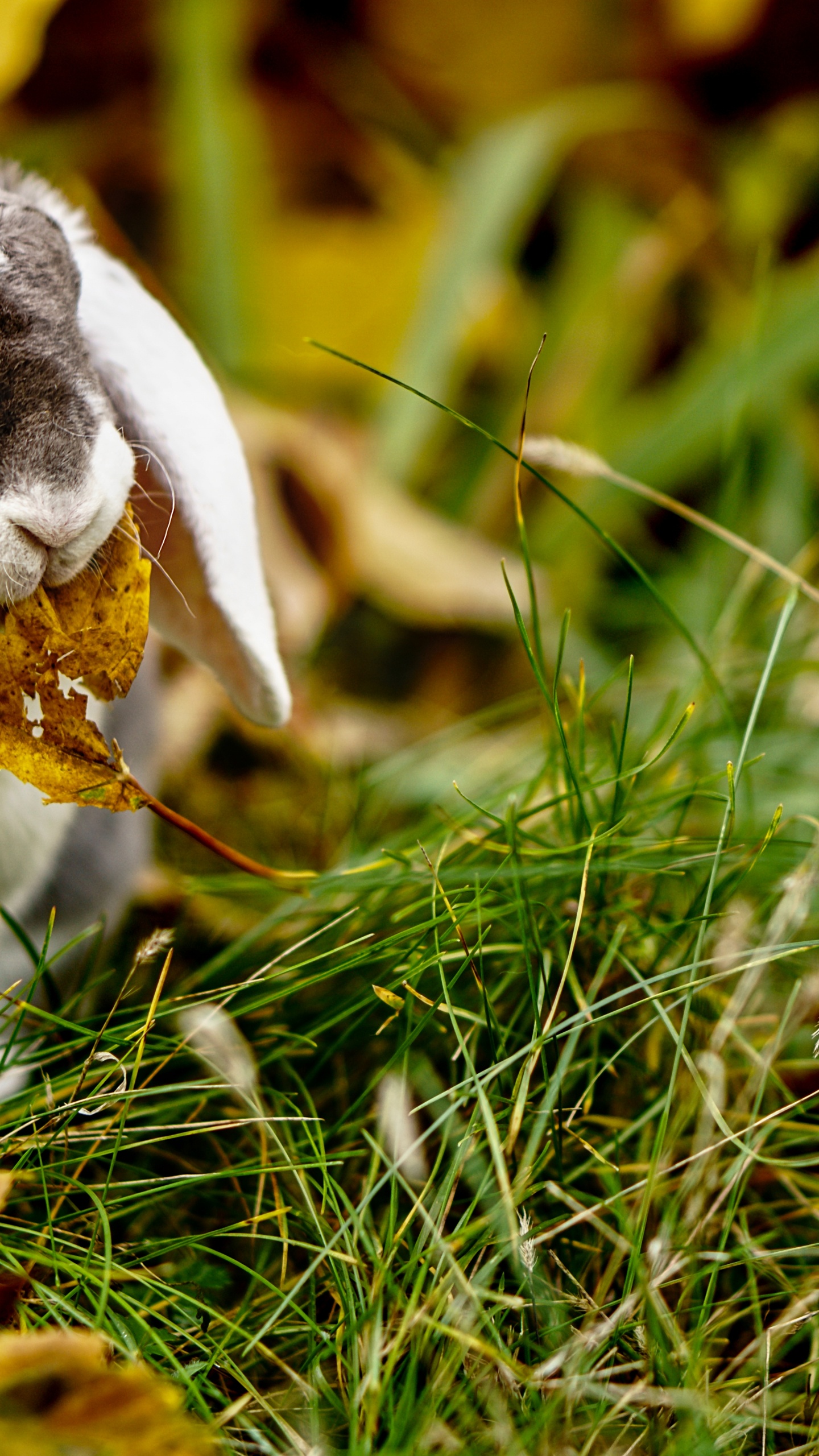 Lapin Blanc et Noir Sur L'herbe Verte. Wallpaper in 1440x2560 Resolution