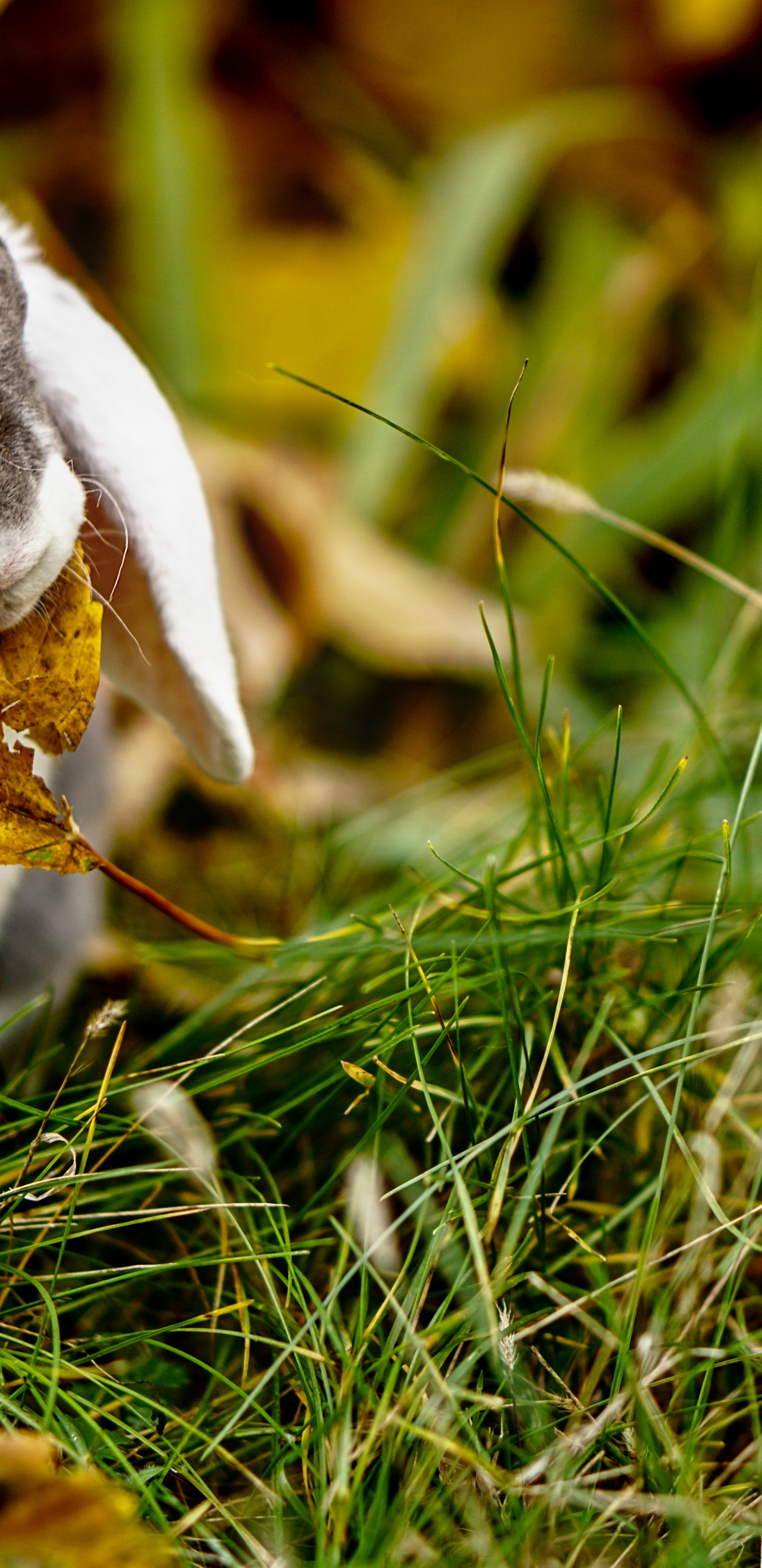 Lapin Blanc et Noir Sur L'herbe Verte. Wallpaper in 1440x2960 Resolution