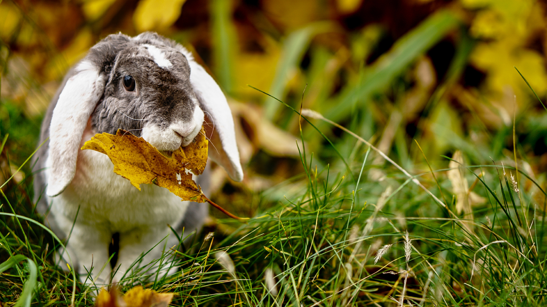 Weißes Und Schwarzes Kaninchen Auf Grünem Gras. Wallpaper in 1920x1080 Resolution