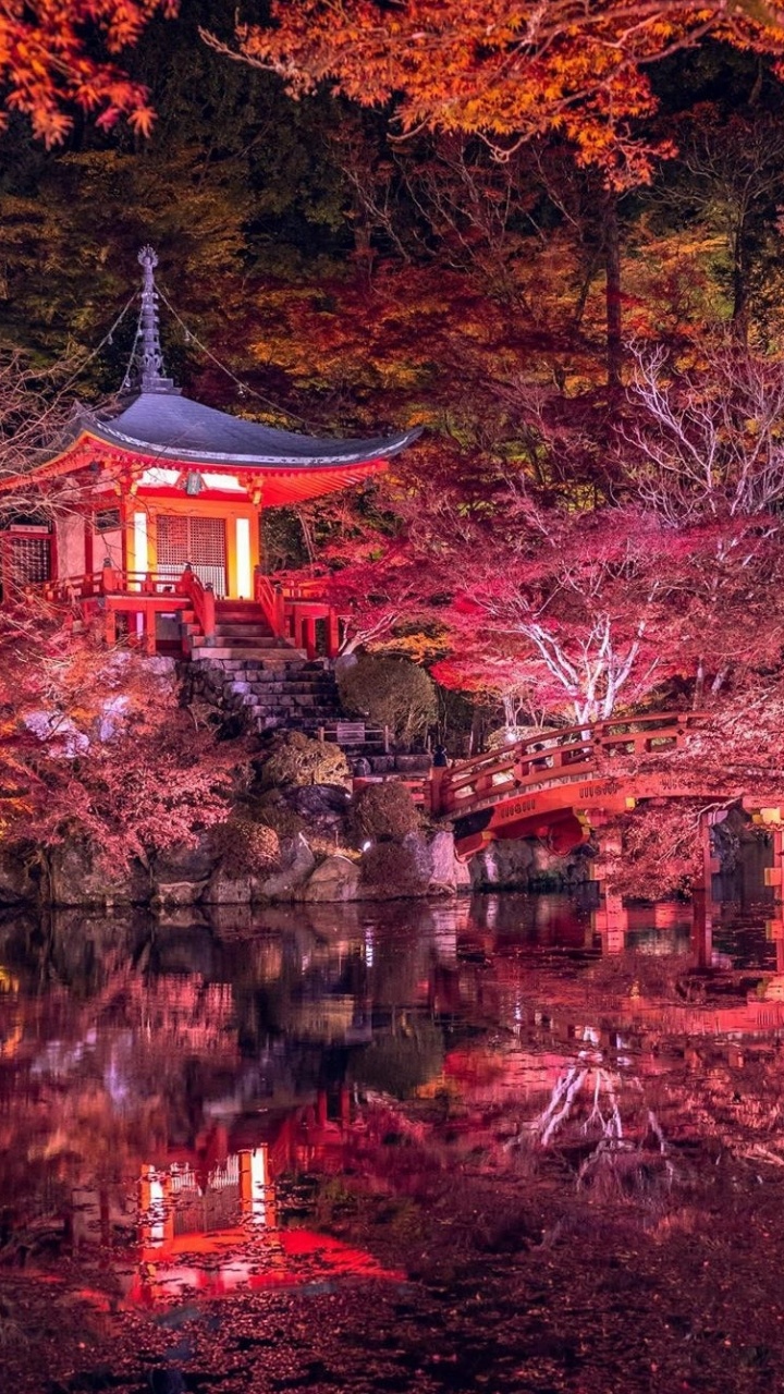 性质, 自然景观, 树枝 壁纸 720x1280 允许