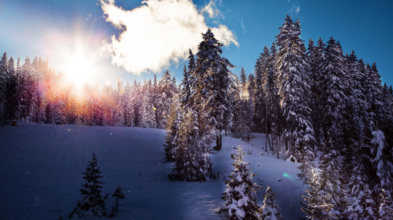 Tagsüber Mit Schnee Bedeckte Grüne Kiefern. Wallpaper in 1366x768 Resolution