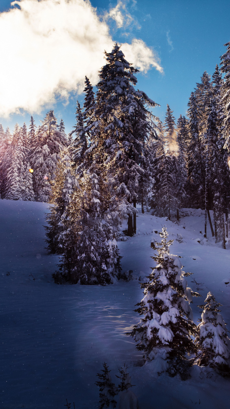 Green Pine Trees Covered With Snow During Daytime. Wallpaper in 750x1334 Resolution