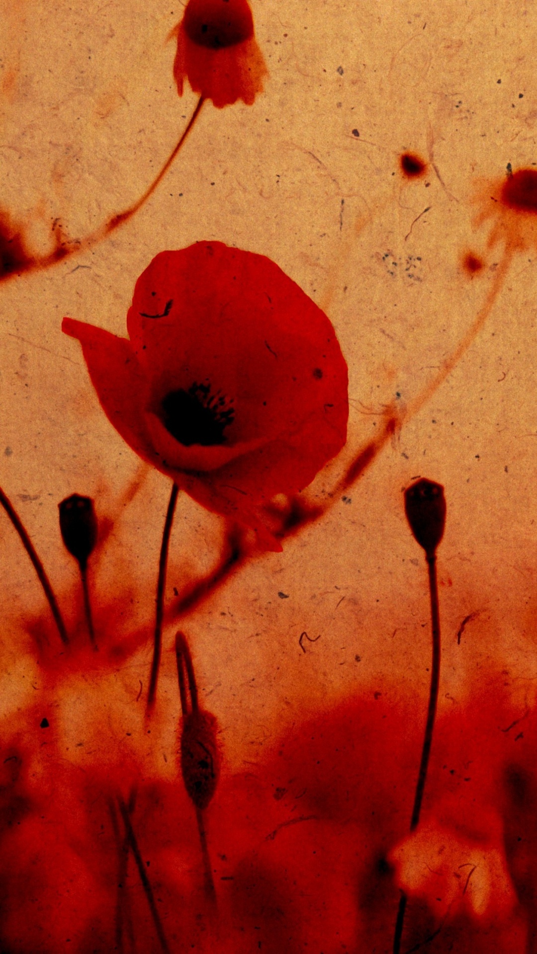 Pétalos de Flores Rojas Sobre la Superficie Blanca. Wallpaper in 1080x1920 Resolution